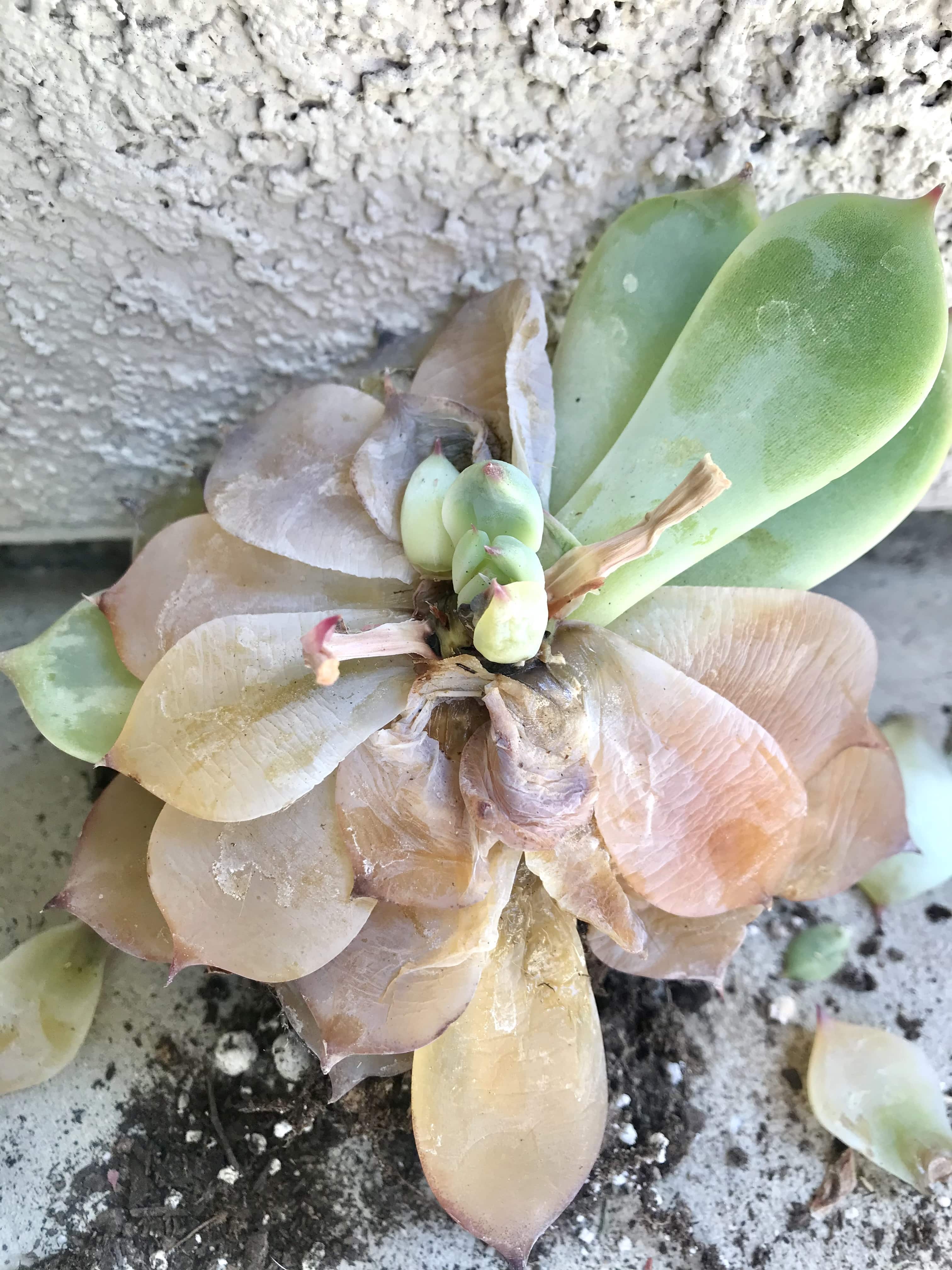 How to Fix Overwatered Succulents in 2026: Emergency Recovery Steps That Actually Work