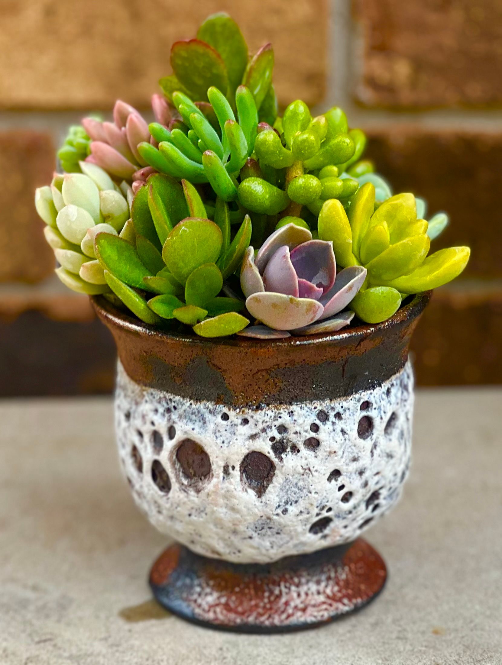 Succulent Care
