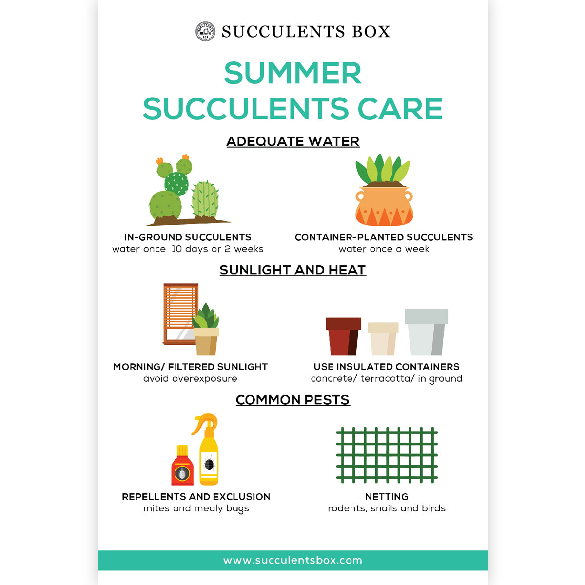 Succulent Care