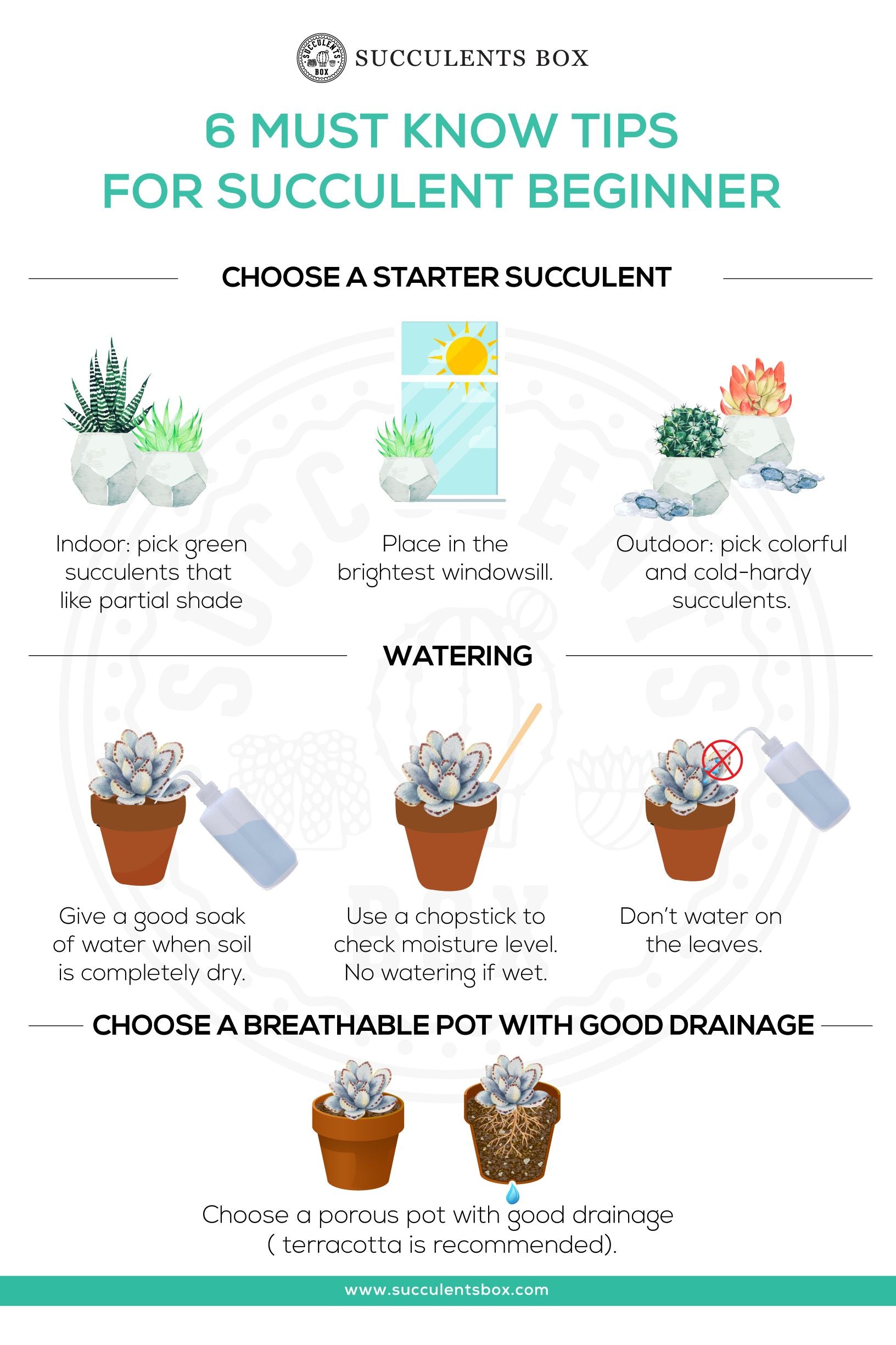 The Succulent Care