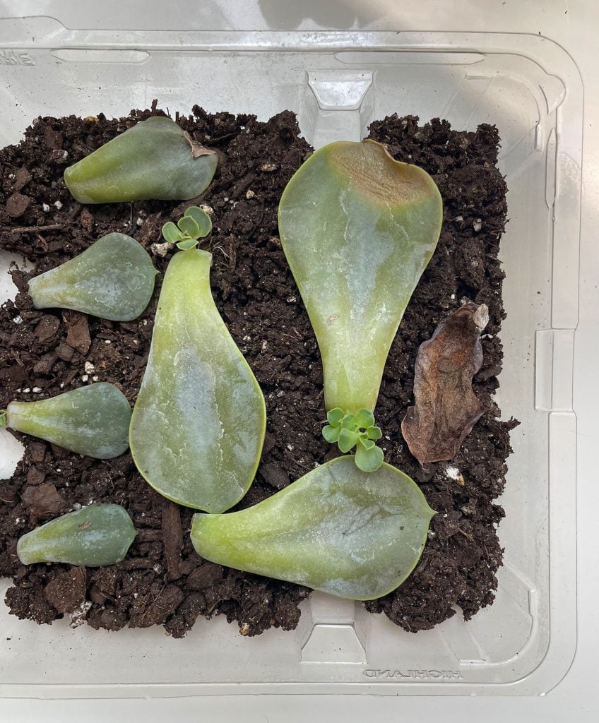 Zero-Waste Succulent Propagation: Eco-Friendly Methods Using Kitchen Scraps and Recycled Materials