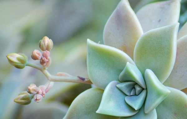 succulent care