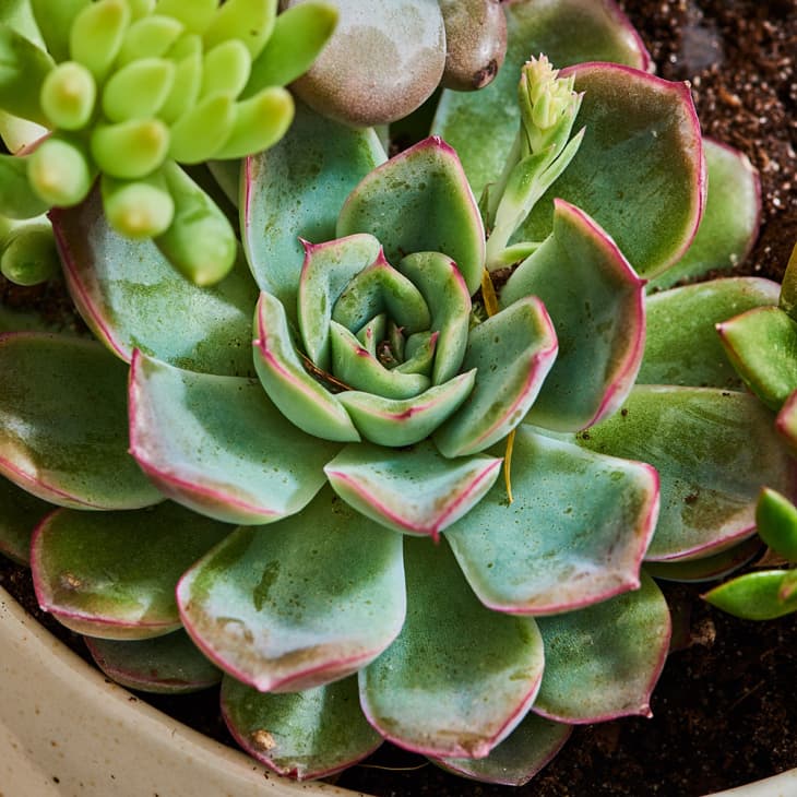 succulent care