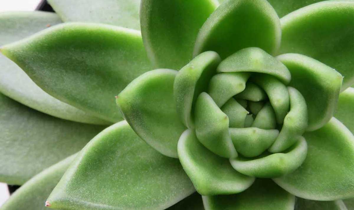 2026 Succulent Care guide: How to Keep Indoor Succulents Healthy with New Watering and Soil Trends