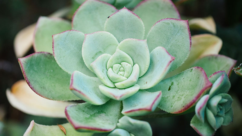 succulent care