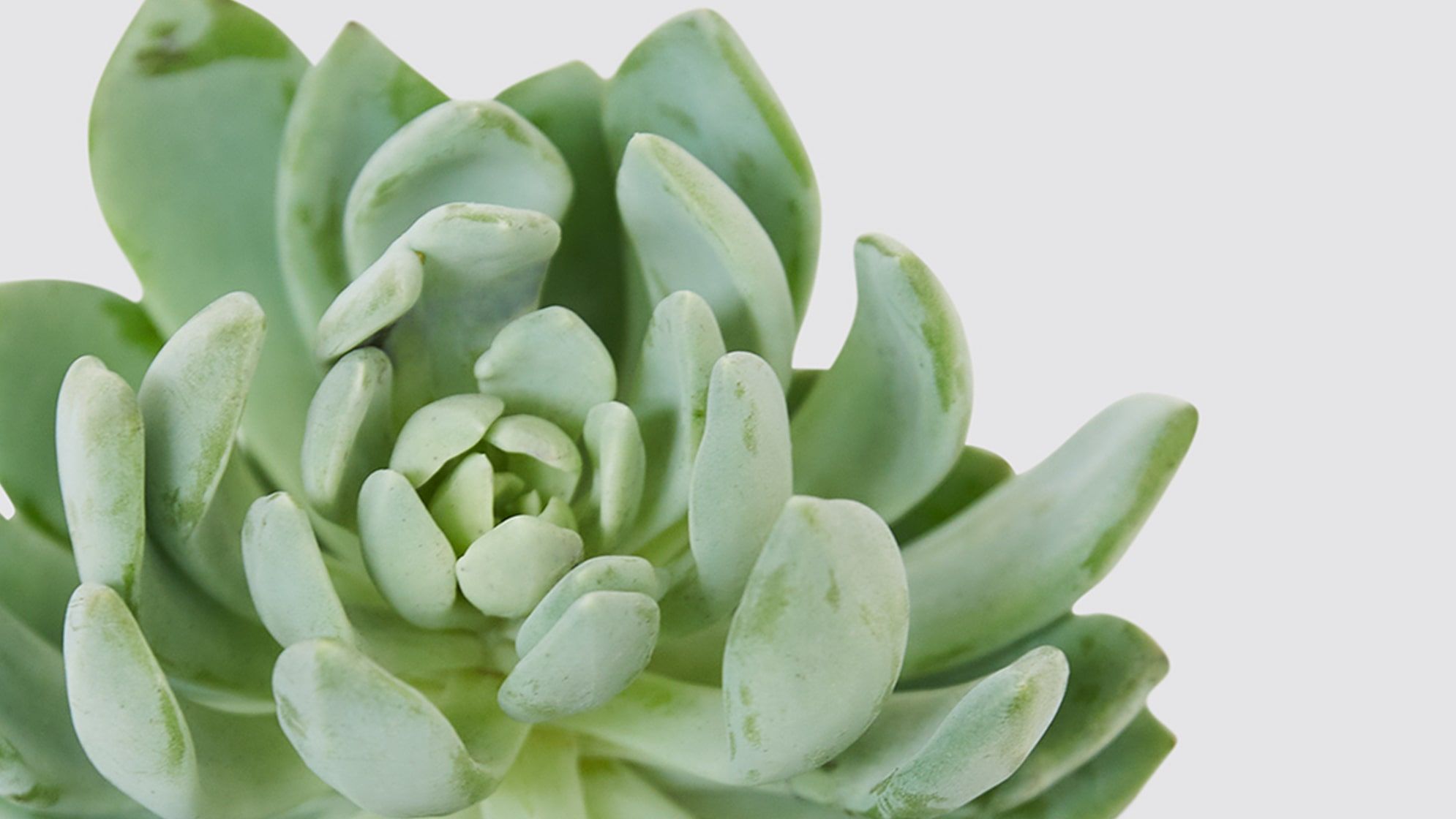 succulent care