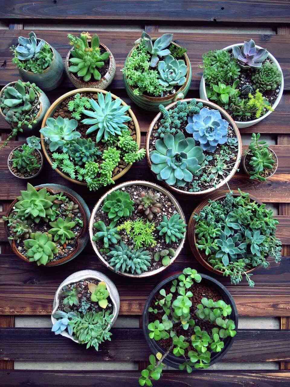 Succulent Care