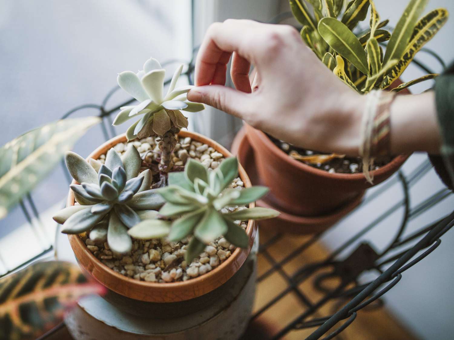Succulent Care