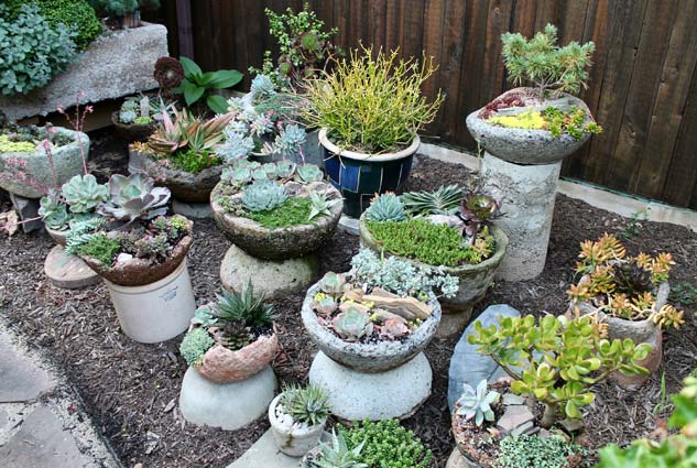 Succulent Varieties