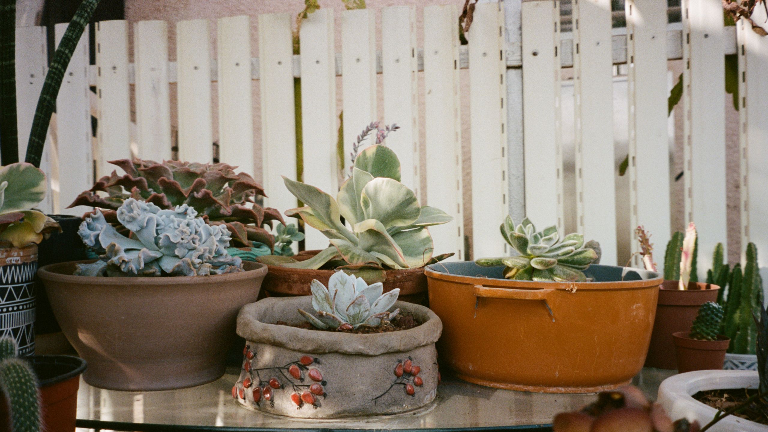 Succulent Care Trends