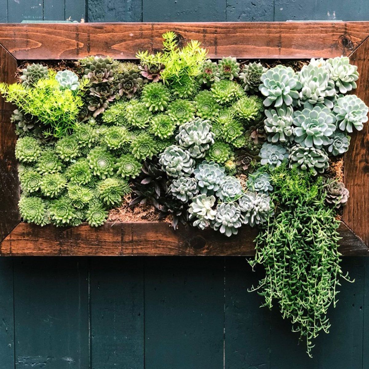 Vertical Succulent Gardens 2026: Space-Saving Propagation Techniques for Small Living Spaces