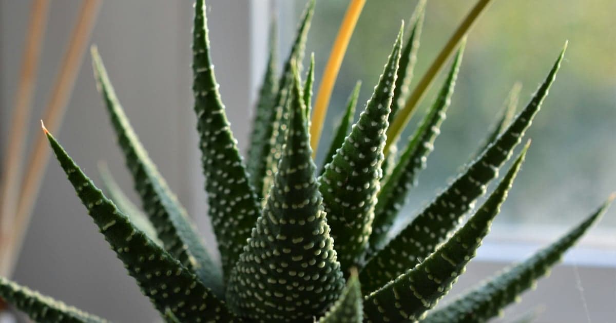 indoor succulents