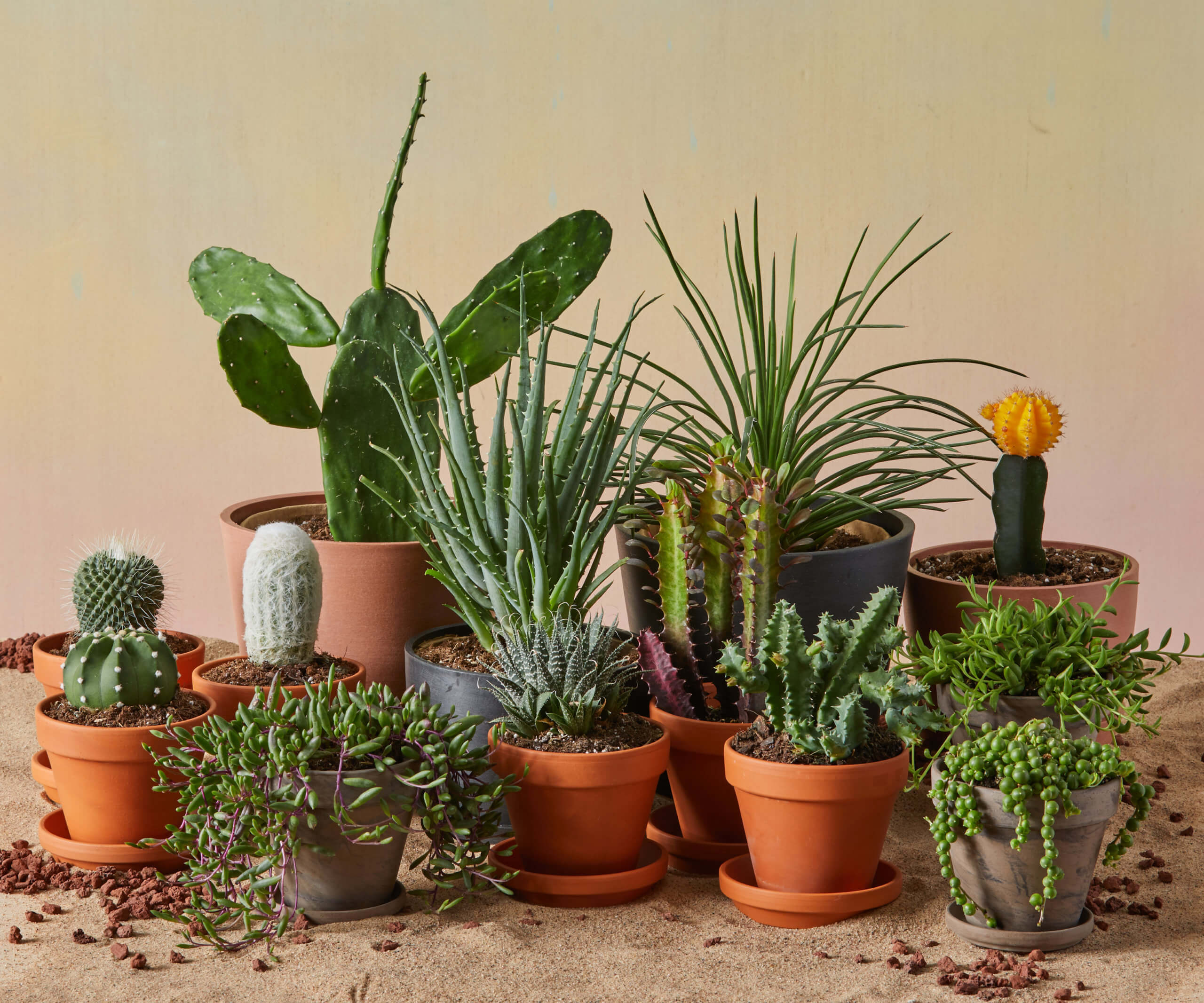 The Indoor Succulent Care