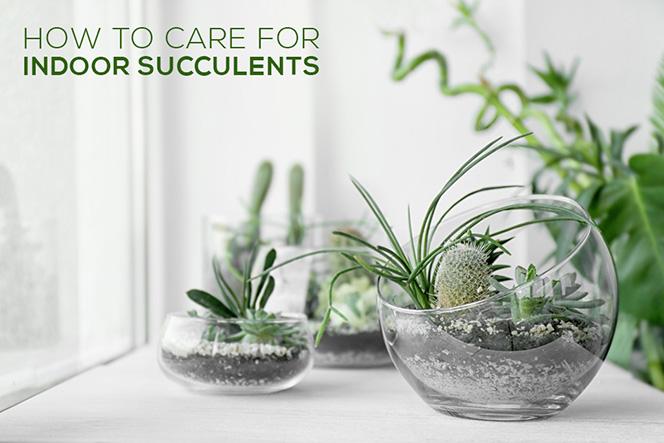 The Indoor Succulent Care