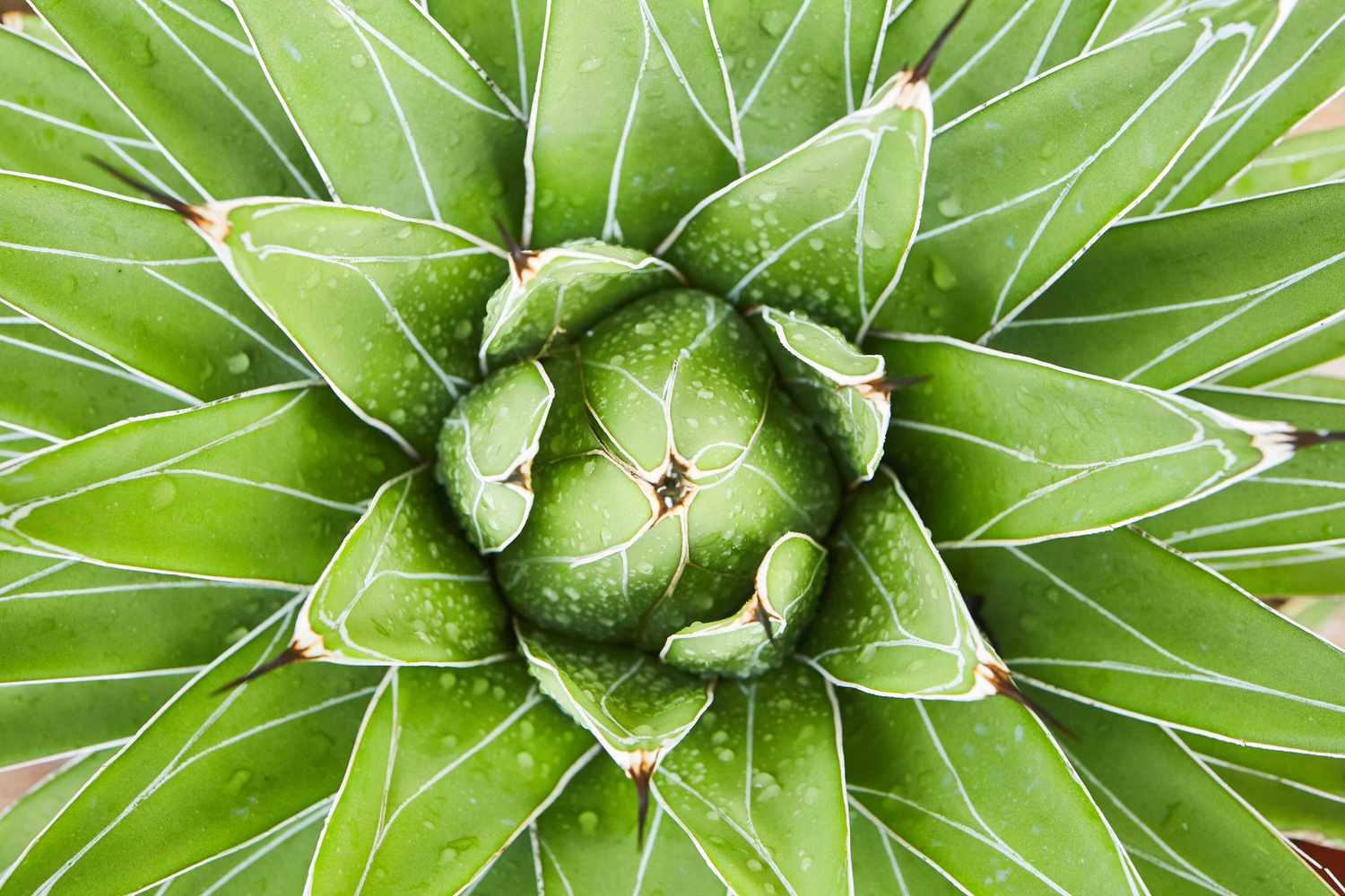 The 2026 Indoor Succulent Care guide: Optimizing Soil, Pots, and Watering for Healthy Succulents