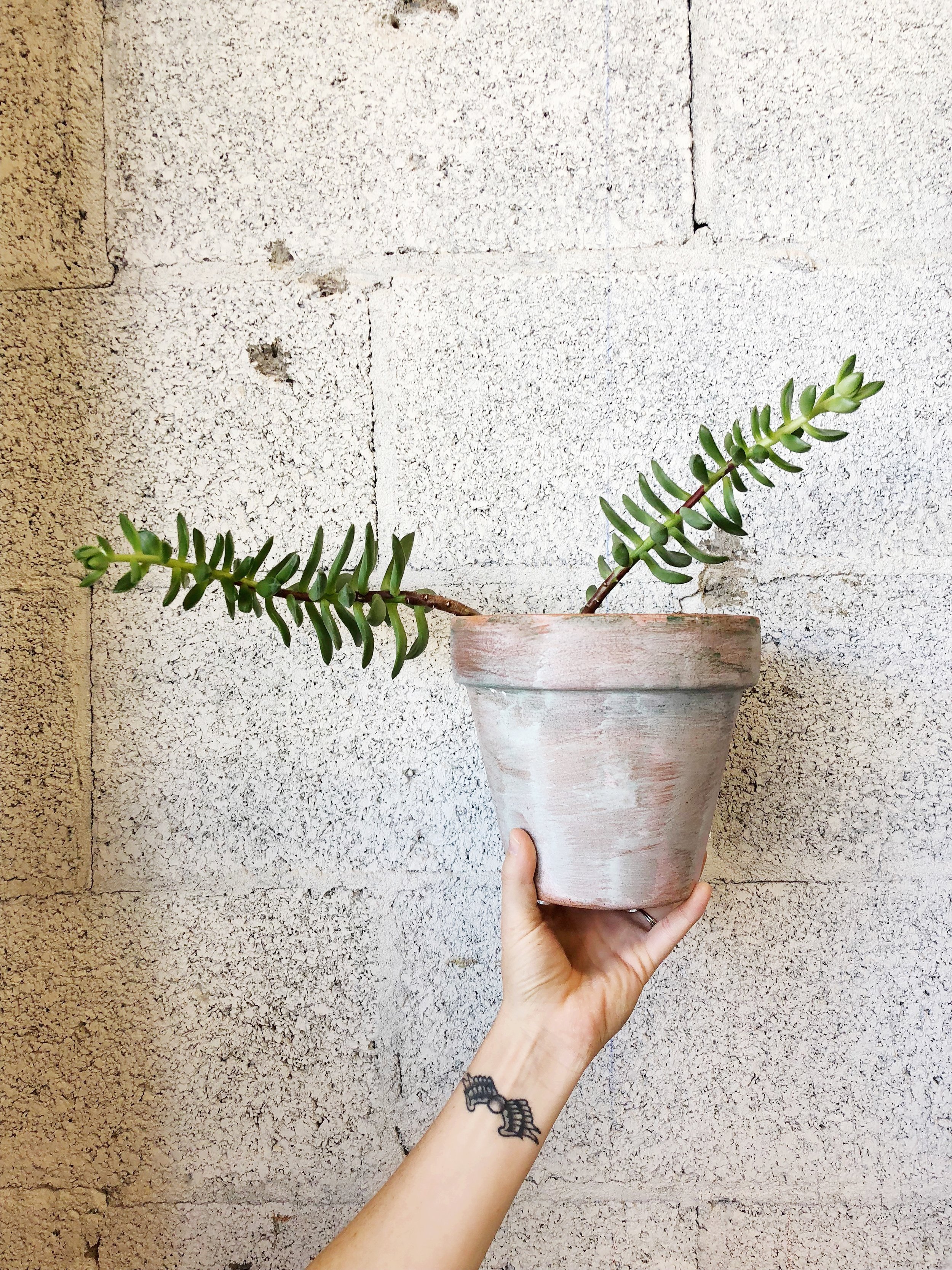 Succulent Care