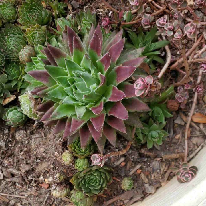 Succulent Propagation Mastery: Advanced Techniques and New Hybrid Varieties Popular in 2026