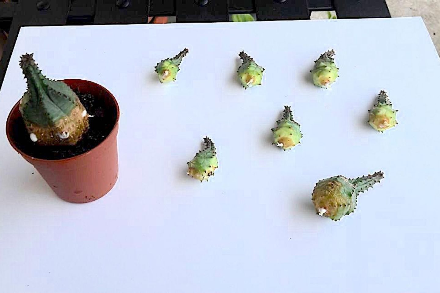 Succulent propagation: separating offsets with visible roots from the mother plant.