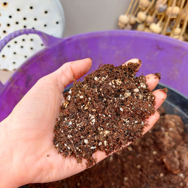 succulent soil