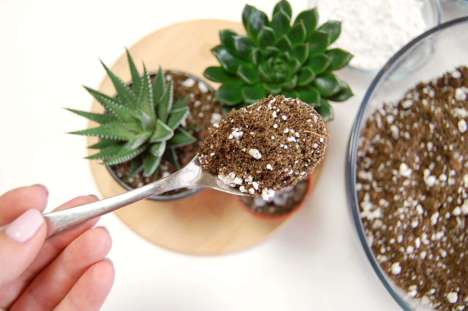 Best Succulent Soil Mixes for Healthy Indoor Plants