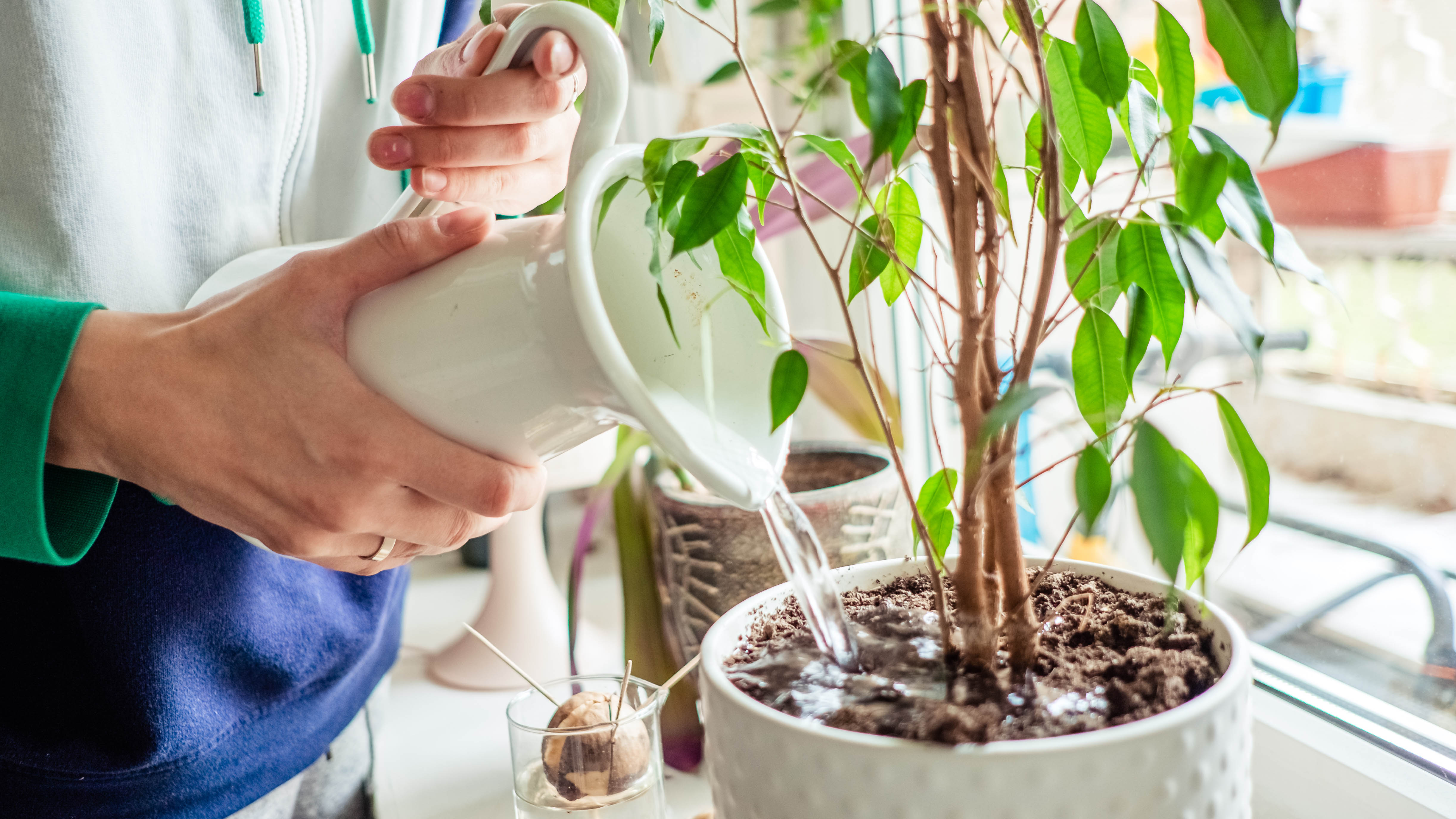 how to save an overwatered succulent