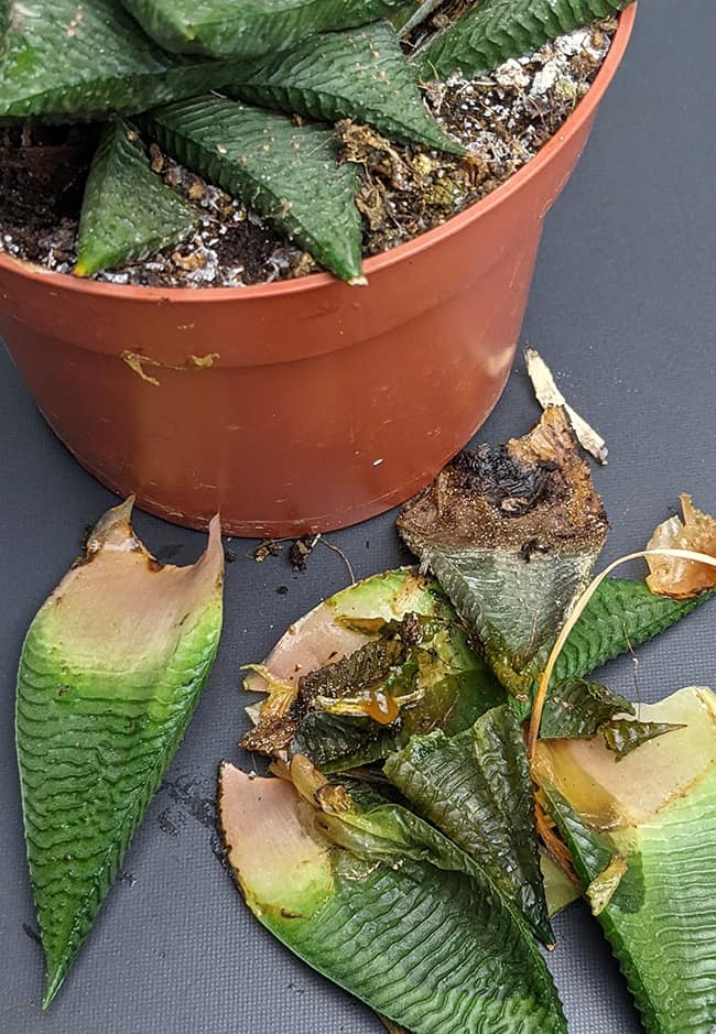 how to save an overwatered succulent