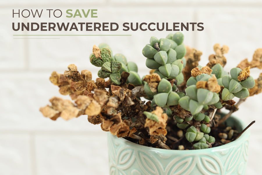 how to save an overwatered succulent