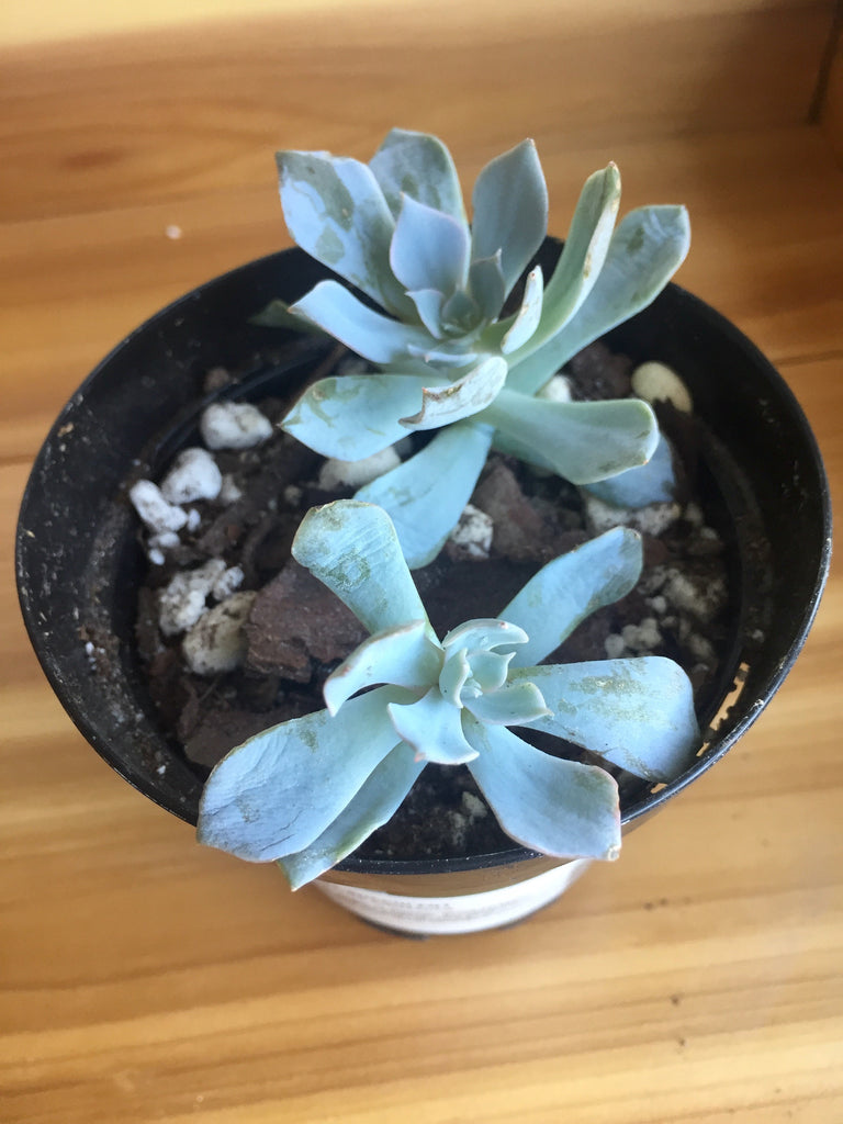how to save an overwatered succulent