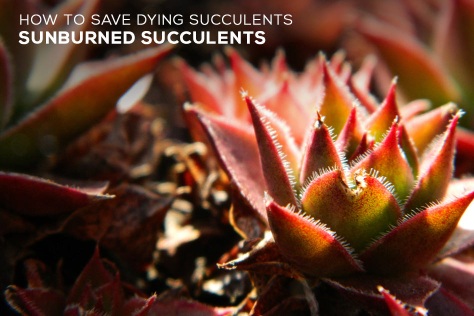 how to save an overwatered succulent