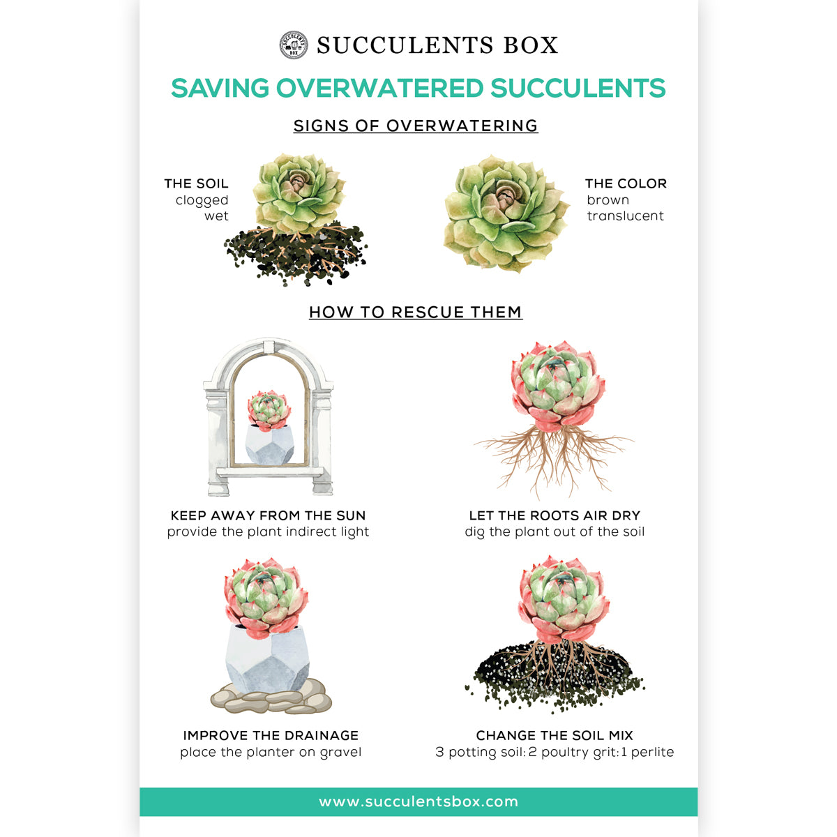 How to Save an Overwatered Succulent