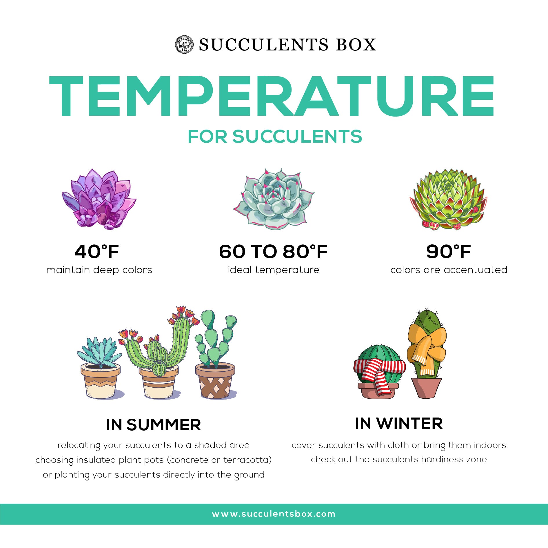 2026 Succulent Care Guide: How to Keep Your Indoor Succulents Thriving Through Climate Change