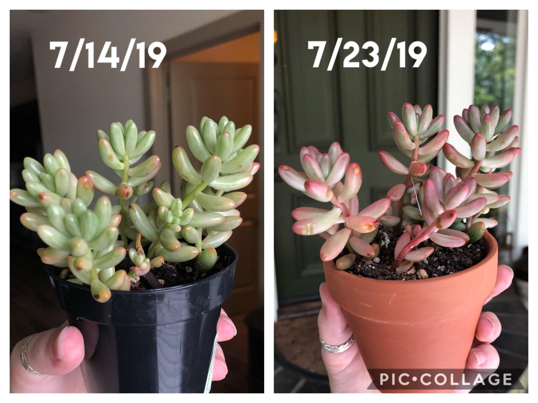 Succulent stress signs: etiolation, sunburn, overwatering, underwatering, pests