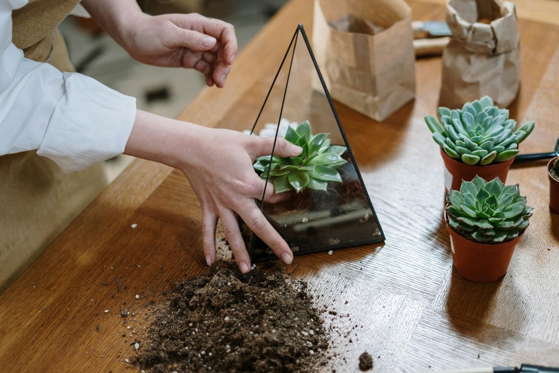 Best Indoor Succulent Pots and Soil for Healthy Growth