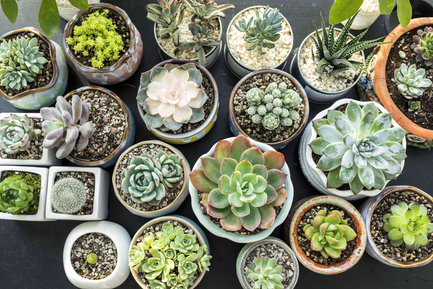 The Succulent Care