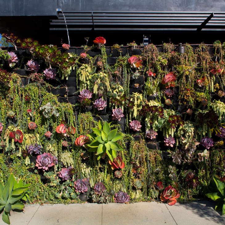 Vertical Succulent Gardens: 2026's Space-Saving Indoor Plant Trend for Small Apartments