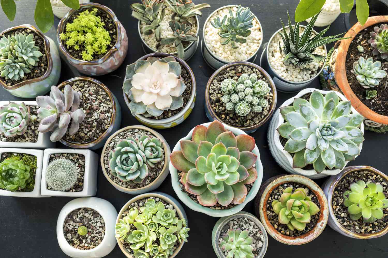 Succulent Care