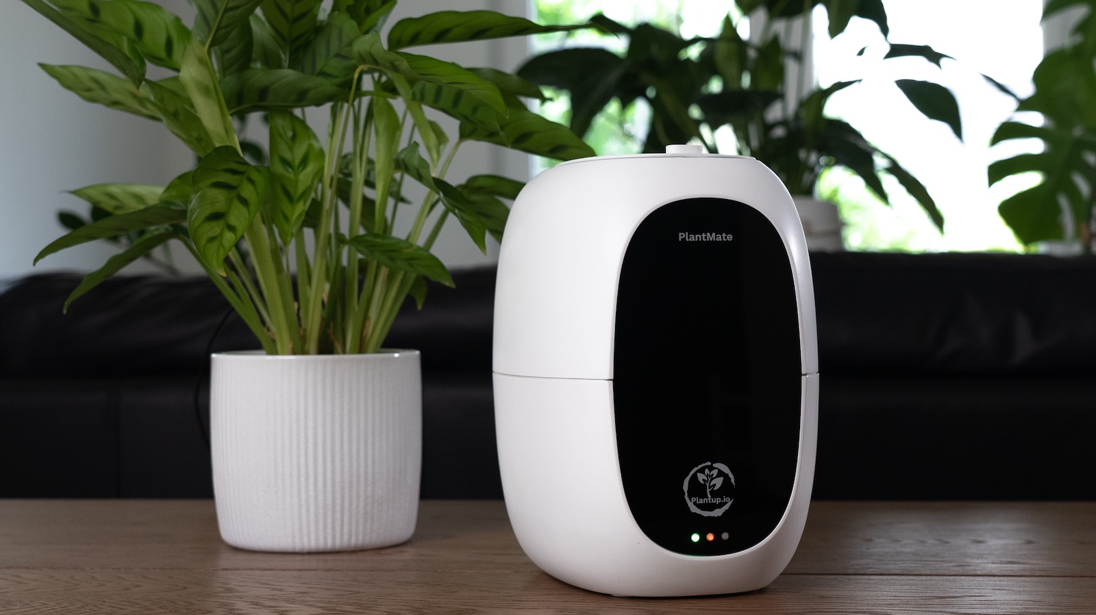 The Complete Guide to AI-Assisted Succulent Care in 2026: Smart Watering Systems and Plant Health Monitoring