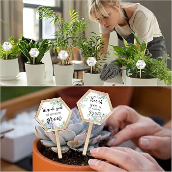 succulenthelp accessory