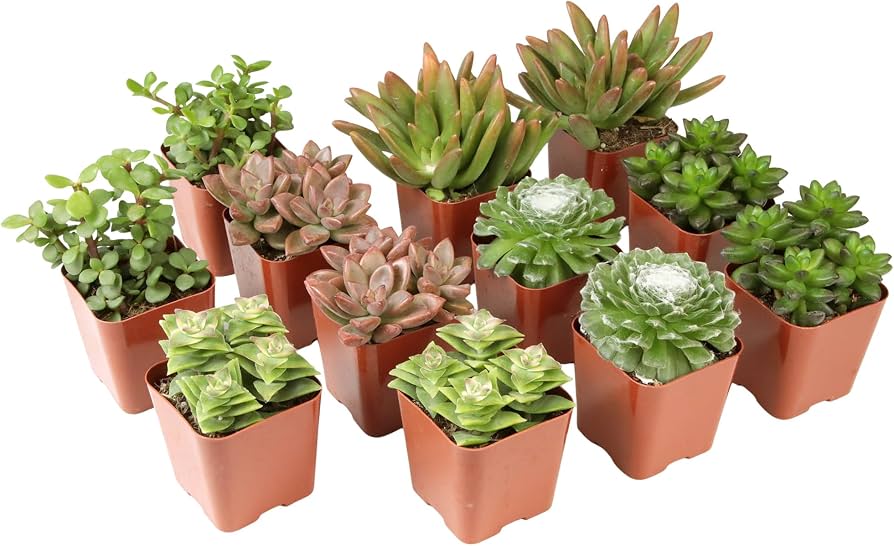 succulent care upgrade