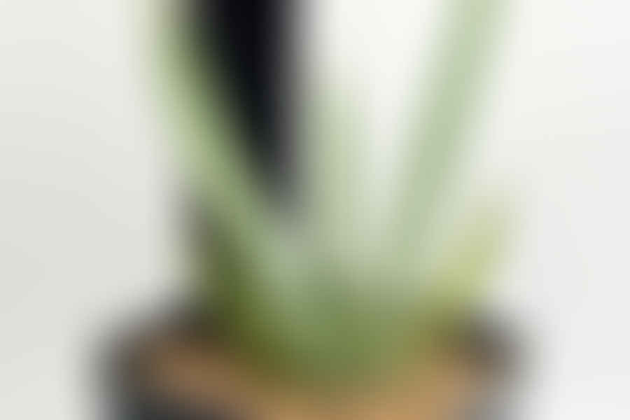 Aloe Striata plant