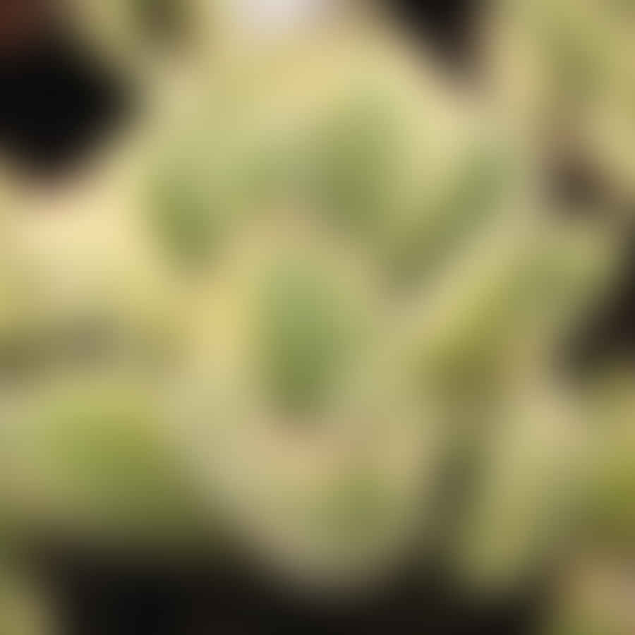 Bear Paw succulent leaf cutting with new growth