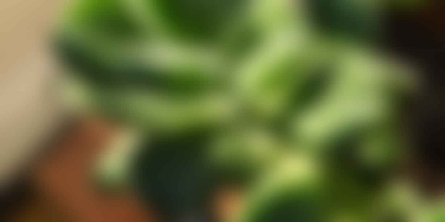 Bear Paw Succulent: A Comprehensive Care Guide for This Unique Plant