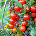 cherry tomatoes