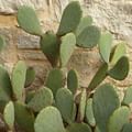 Prickly Pear