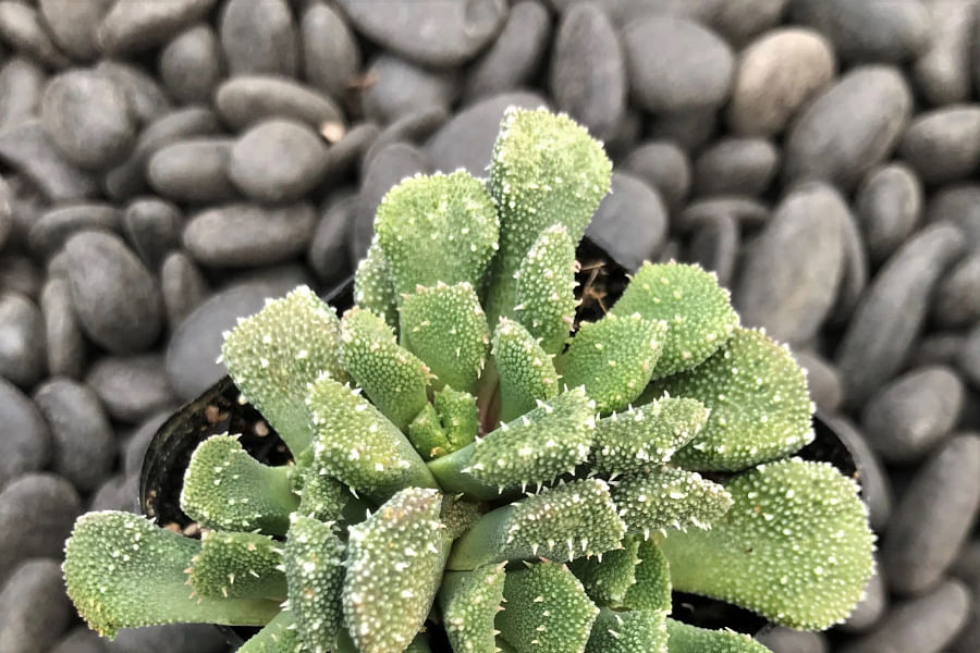 Aloinopsis luckhoffii succulent