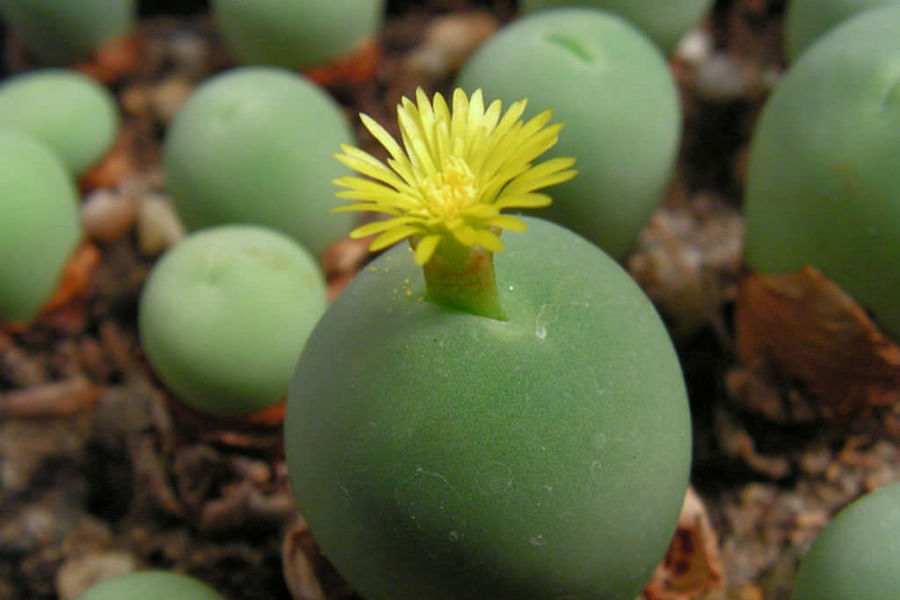 Conophytum calculus succulent