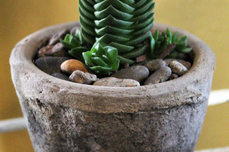 Crassula Buddha\'s Temple succulent