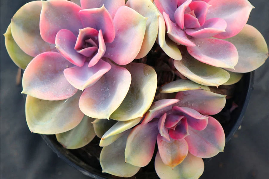 Echeveria Rainbow succulent