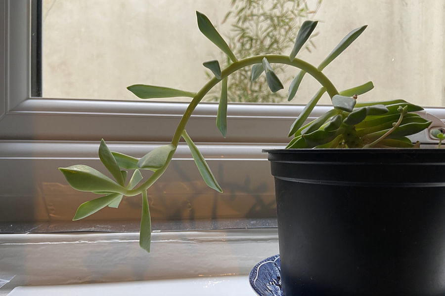 leggy succulent