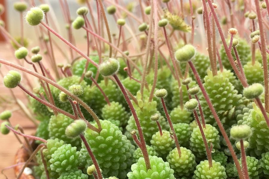 Monanthes Polyphylla succulent